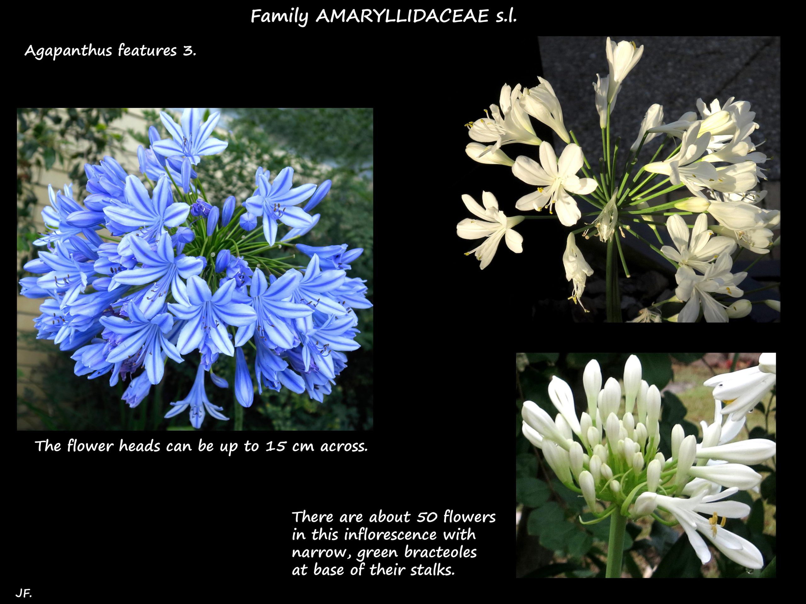 3 Blue & white Agapanthus flowers
